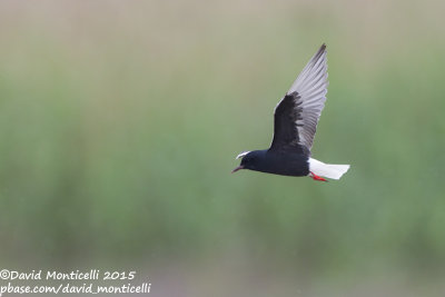 White-winged Tern (Chidonias leucopterus)_Shirvan NP (Salyan Region)