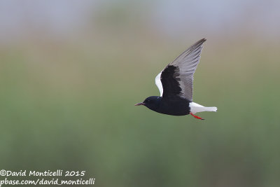 White-winged Tern (Chidonias leucopterus)_Shirvan NP (Salyan Region)