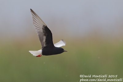 White-winged Tern (Chidonias leucopterus)_Shirvan NP (Salyan Region)