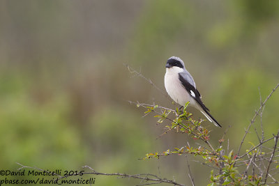 Lesser Grey Shrike (Lanius minor)_Shirvan NP (Salyan Region)