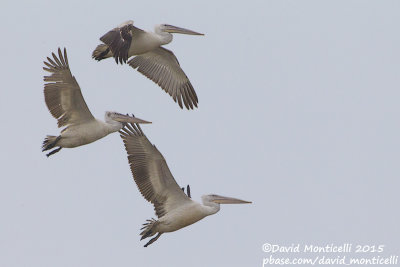 Dalmatian Pelicans (Pelecanus crispus)(subad.)_Shirvan NP (Salyan Region)