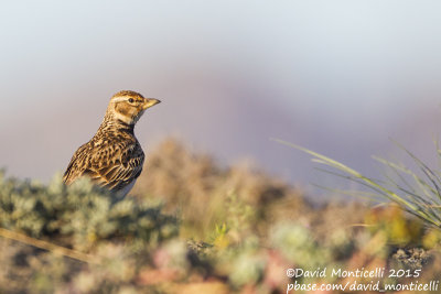 Bimaculated Lark (Melanocorypha bimaculata)_Zuvand upland steppes (Lesser Caucasus)