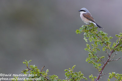 Red-backed Shrike (Lanius collurio)(male)_Mistan (Lesser Caucasus)