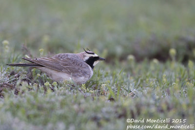 Horned Lark (Eremophila a. penicillata)_Mistan (Lesser Caucasus)