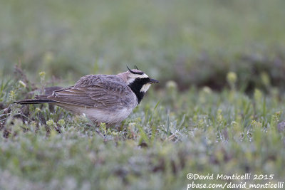 Horned Lark (Eremophila a. penicillata)_Mistan (Lesser Caucasus)