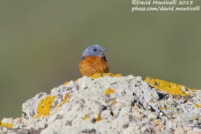 Rock Thrush (Monticola saxatilis)(male)_Talish Mountains above Mistan (Lesser Caucasus)