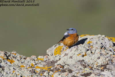 Rock Thrush (Monticola saxatilis)(male)_Talish Mountains (Lesser Caucasus)