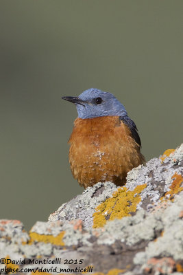 Rock Thrush (Monticola saxatilis)(male)_Talish Mountains (Lesser Caucasus)