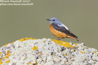 Rock Thrush (Monticola saxatilis)(male)_Talish Mountains (Lesser Caucasus)