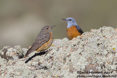 Rock Thrushes (Monticola saxatilis)(pair)_Talish Mountains (Lesser Caucasus)