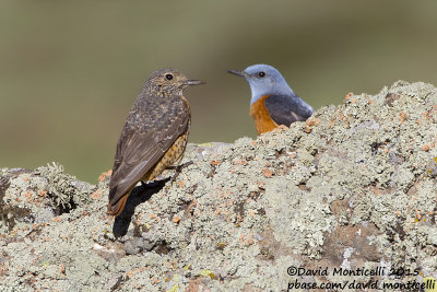 Rock Thrushes (Monticola saxatilis)(pair)_Talish Mountains (Lesser Caucasus)