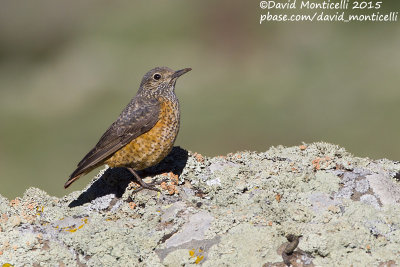 Rock Thrush (Monticola saxatilis)(female)_Talish Mountains (Lesser Caucasus)