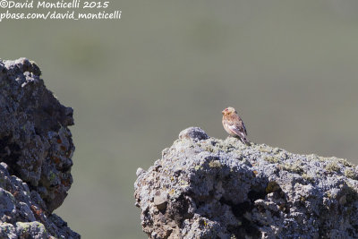 Asian Crimson-winged Finch (Rhodopechys s. sanguineus)_Talish Mountains (Lesser Caucasus)