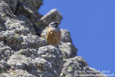 Rock Bunting (Emberiza cia)_Talish Mountains (Lesser Caucasus)