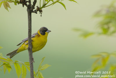 Black-headed Bunting (Emberiza melanocephala)(male)_Lerik (Lesser Caucasus)