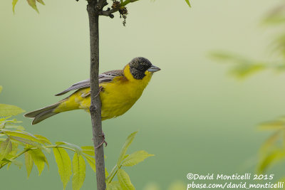 Black-headed Bunting (Emberiza melanocephala)(male)_Lerik (Lesser Caucasus)