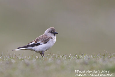 Snowfinch (Montifringilla nivalis)_Mt Gizilgaya (Greater Caucasus)