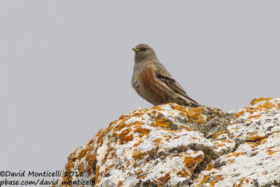 Alpine Accentor (Prunella collaris)_Mt Gizilgaya (Greater Caucasus)