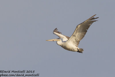 Dalmatian Pelican (Pelecanus crispus)(subad.)_Shirvan NP (Salyan Region)