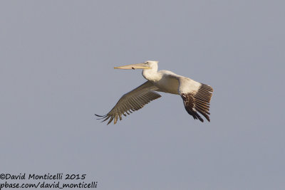 Dalmatian Pelican (Pelecanus crispus)(subad.)_Shirvan NP (Salyan Region)