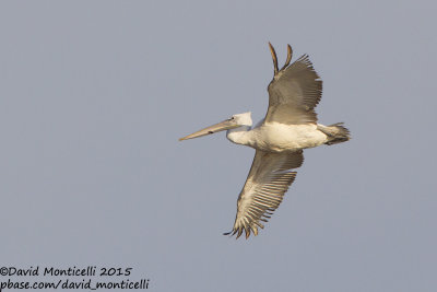 Dalmatian Pelican (Pelecanus crispus)(subad.)_Shirvan NP (Salyan Region)