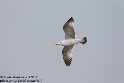 Caspian Gull (Larus cachinnans)(2nd summer plum.)_Bay of Baku (Absheron Peninsula)