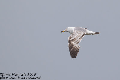 Caspian Gull (Larus cachinnans)(2nd summer plum.)_Bay of Baku (Absheron Peninsula)