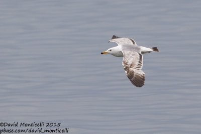 Caspian Gull (Larus cachinnans)(2nd summer plum.)_Bay of Baku (Absheron Peninsula)