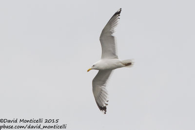 Caspian Gull (Larus cachinnans)(ad.)_Bay of Baku (Absheron Peninsula)