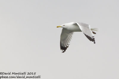 Caspian Gull (Larus cachinnans)(ad.)_Bay of Baku (Absheron Peninsula)