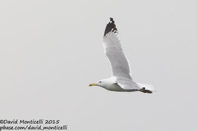 Caspian Gull (Larus cachinnans)(ad.)_Bay of Baku (Absheron Peninsula)