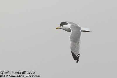 Caspian Gull (Larus cachinnans)(ad.)_Bay of Baku (Absheron Peninsula)