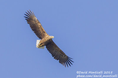 White-tailed Eagle (Haliaetus albicilla)(adult)_Kalinkovo, Bratislava (Slovakia)