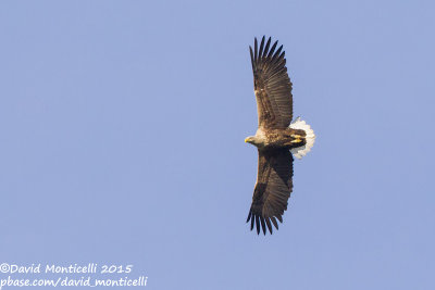 White-tailed Eagle (Haliaetus albicilla)(adult)_Kalinkovo, Bratislava (Slovakia)