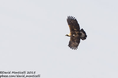 Eastern Imperial Eagle (Aquila heliaca)(adult)_Zvolen (Slovakia)