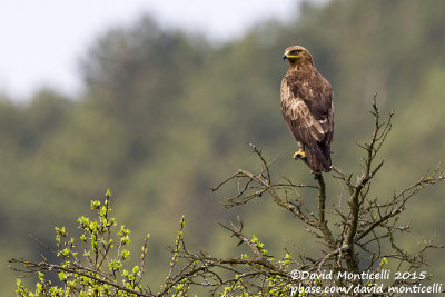 Lesser Spotted Eagle (Aquila pomarina)(adult)_Osobita, West Tatras (Slovakia)