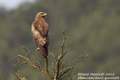 Lesser Spotted Eagle (Aquila pomarina)(adult)_Osobita, West Tatras (Slovakia)