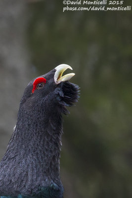 Capercaillie (Tetrao urogallus)(male)_Osobita, West Tatras (Slovakia)