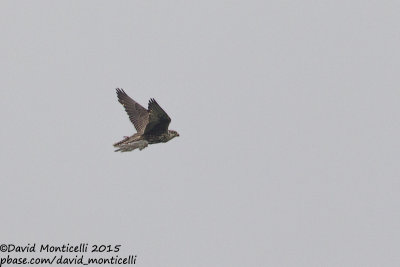 Saker Falcon (Falco cherrug)_Trnava (Slovakia)