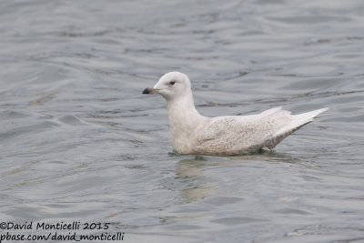 Iceland Gull (Larus glaucoides)(2cy)_Burela, Galicia (Spain)