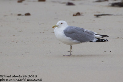 Yellow-legged Gull (Larus michahellis)(adult)_San Cibrao, Galicia (Spain)