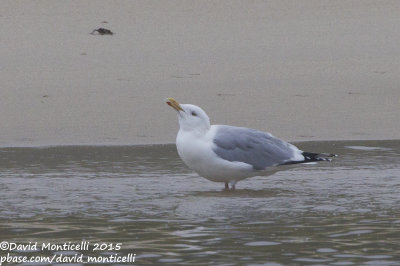 American Herring Gull (Larus smithonianus)(adult)_Lires, Galicia (Spain)