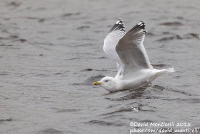 American Herring Gull (Larus smithonianus)(adult)_Lires, Galicia (Spain)