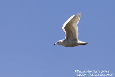 Kumlien's Gull (Larus glaucoides kumlieni)(1st winter/2cy)_Aveiro (Portugal)