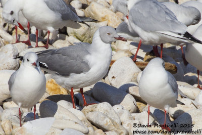 Grey-headed Gull (Chroicocephalus cirrocephalus) with Black-headed Gulls (Ch. ridibundus)_Bisceglie, Puglia (Italy)