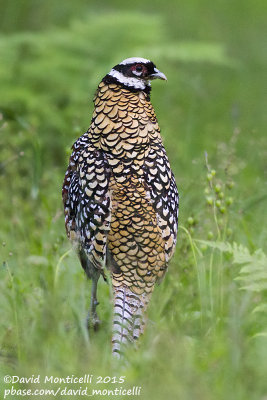 Reeve's Pheasant (Syrmaticus reevesii)(male)_Fort d'Hesdin (France)