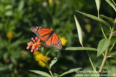 Monarch Butterfly (Danaus plexippus)_Funchal (Madeira)
