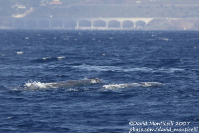 Sperm Whales (Physeter macrocephalus)_off Funchal Harbour (Madeira)