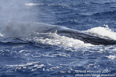 Sperm Whale (Physeter macrocephalus)_off Funchal Harbour (Madeira)