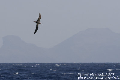 Desertas Petrel (Pterodroma deserta)_off Deserta Grande (Desertas Is.)